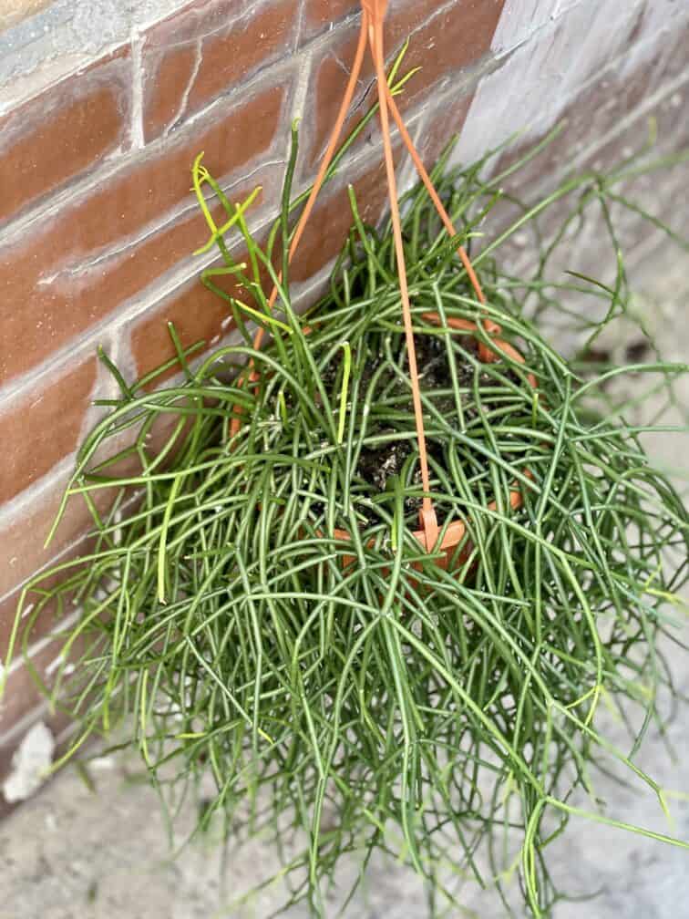 Zdjęcie rośliny Rhipsalis Burchellii (10x20), ujęcie 2