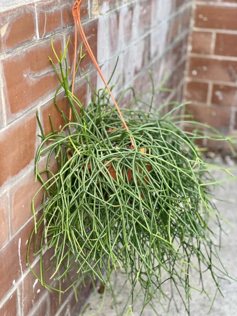 Zdjęcie rośliny Rhipsalis Burchellii (10x20), ujęcie 3