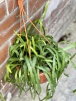 Zdjęcie rośliny Rhipsalis holviana, ujęcie 2