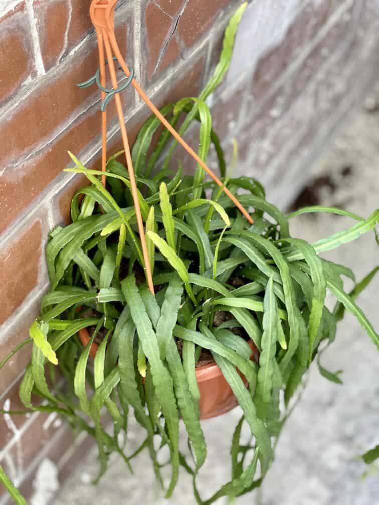 Zdjęcie rośliny Rhipsalis holviana, ujęcie 2