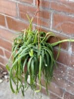 Zdjęcie rośliny Rhipsalis holviana, ujęcie 3