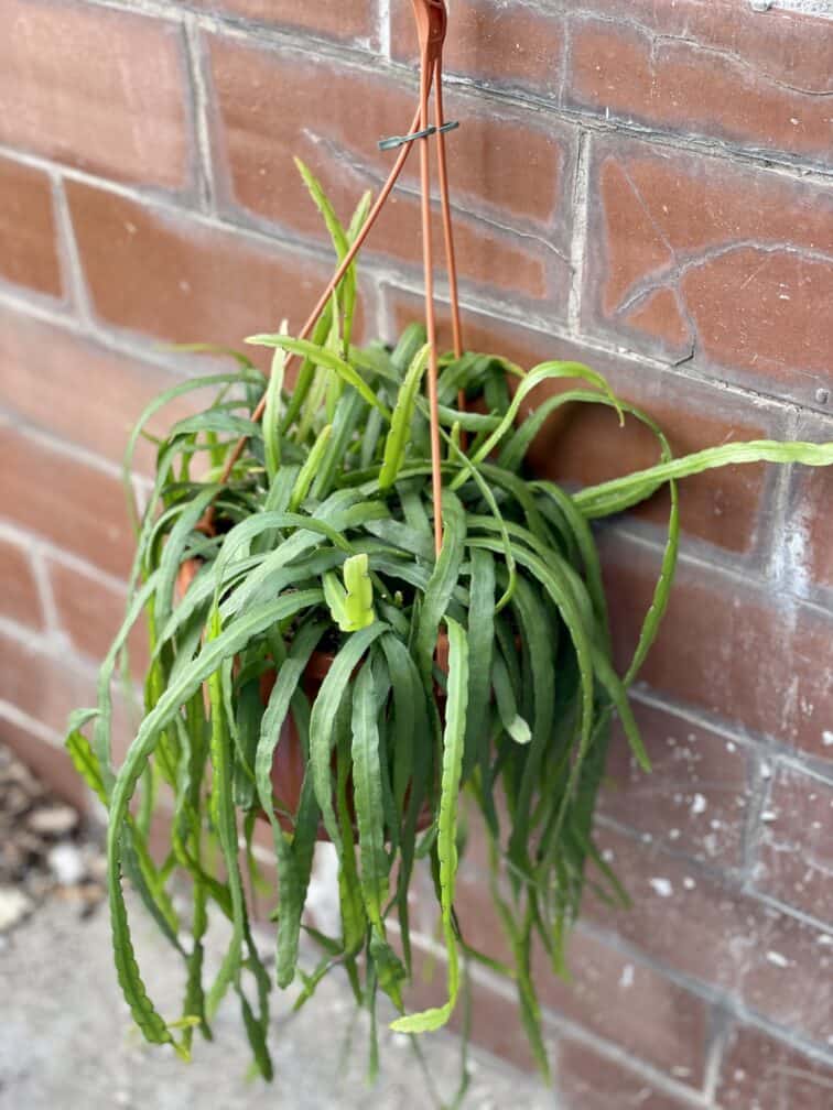 Zdjęcie rośliny Rhipsalis holviana, ujęcie 3