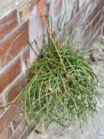 Zdjęcie rośliny Rhipsalis Mauritiana, ujęcie 1