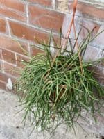 Zdjęcie rośliny Rhipsalis Mauritiana, ujęcie 2