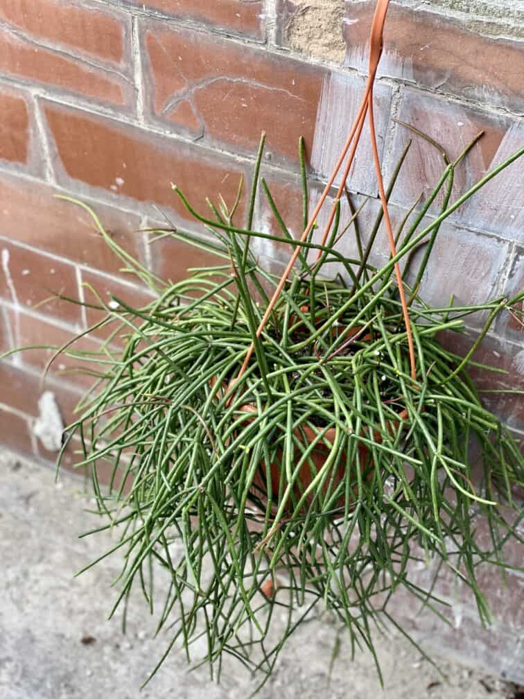 Zdjęcie rośliny Rhipsalis Mauritiana, ujęcie 2