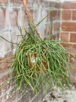Zdjęcie rośliny Rhipsalis Mauritiana, ujęcie 3