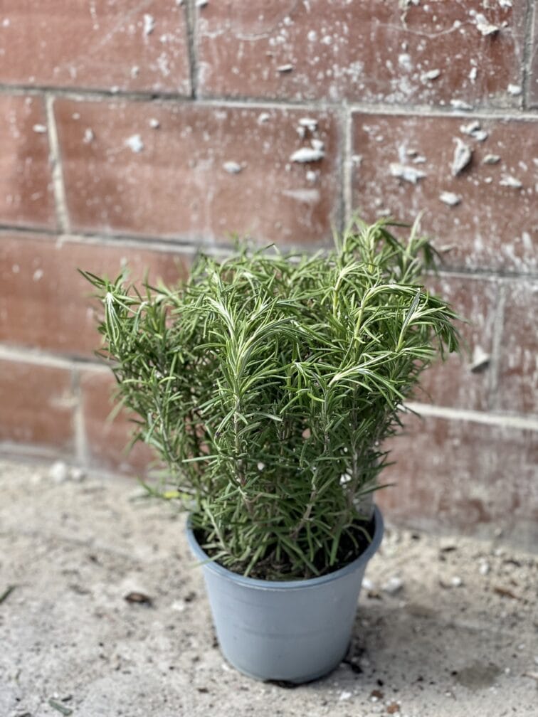 Zdjęcie rośliny Rosmarinus officinalis (Rozmaryn), ujęcie 1
