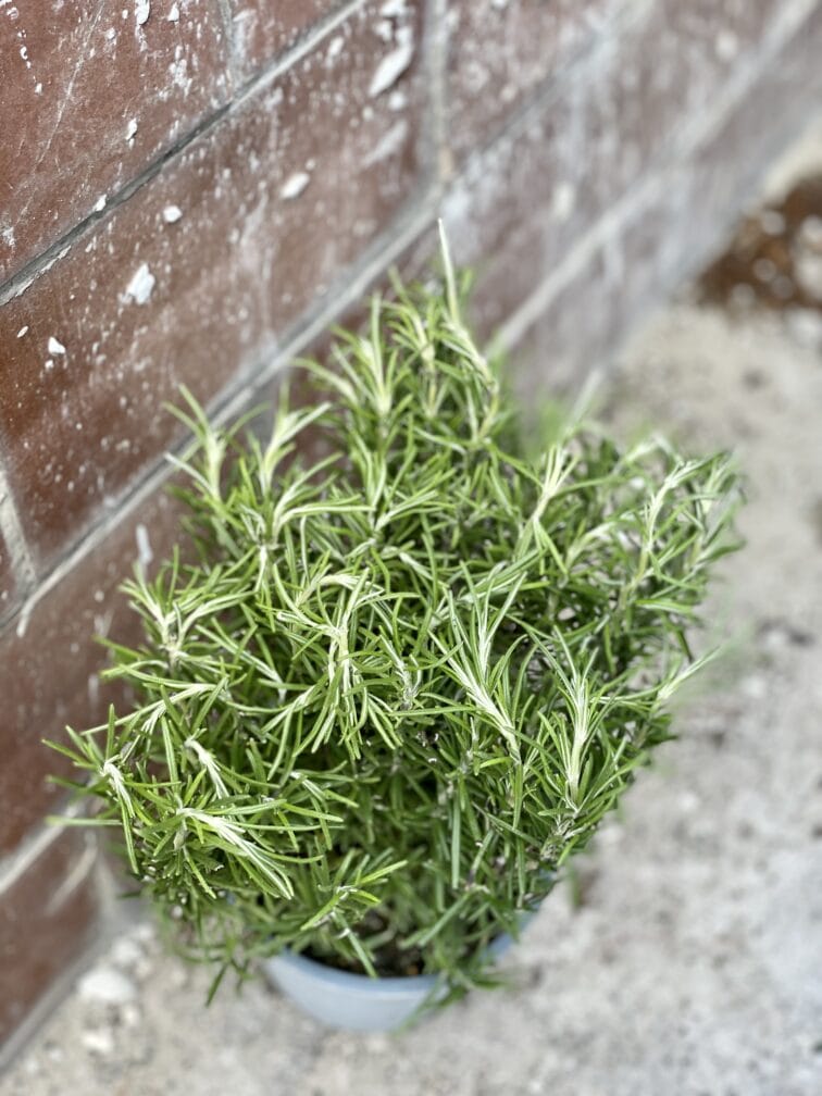 Zdjęcie rośliny Rosmarinus officinalis (Rozmaryn), ujęcie 2