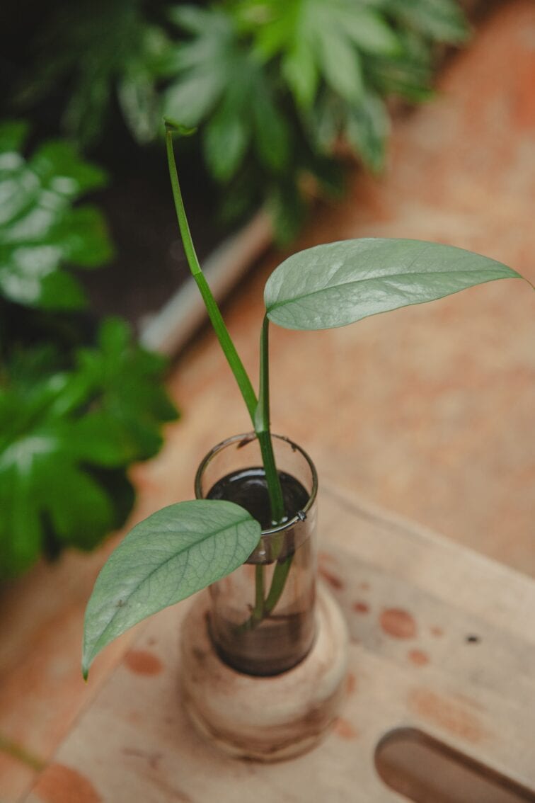 Zdjęcie rośliny Sadzonka Epipremnum Cebu Blue 2, ujęcie 1