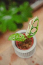 Zdjęcie rośliny Sadzonka Monstera adansonii variegata, ujęcie 1