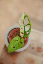 Zdjęcie rośliny Sadzonka Monstera adansonii variegata, ujęcie 2