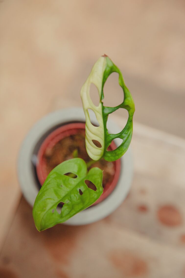 Zdjęcie rośliny Sadzonka Monstera adansonii variegata, ujęcie 2