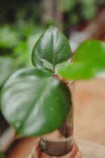 Zdjęcie rośliny Sadzonka Philodendron White Knight 1, ujęcie 1