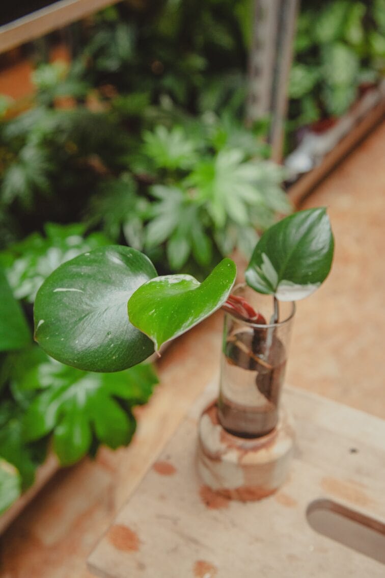 Zdjęcie rośliny Sadzonka Philodendron White Knight 1, ujęcie 2