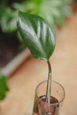 Zdjęcie rośliny Sadzonka Philodendron White Knight 2, ujęcie 2