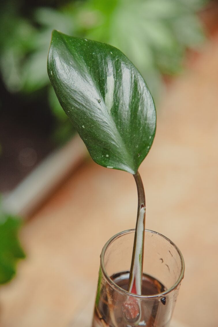 Zdjęcie rośliny Sadzonka Philodendron White Knight 2, ujęcie 2