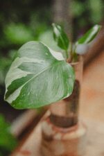 Zdjęcie rośliny Sadzonka Philodendron White Knight 3, ujęcie 1