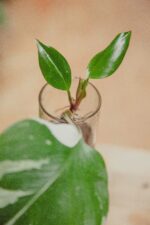Zdjęcie rośliny Sadzonka Philodendron White Knight 3, ujęcie 2