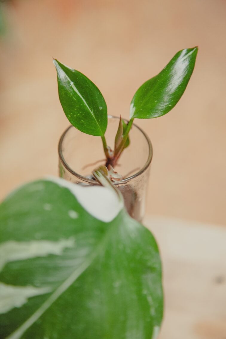 Zdjęcie rośliny Sadzonka Philodendron White Knight 3, ujęcie 2