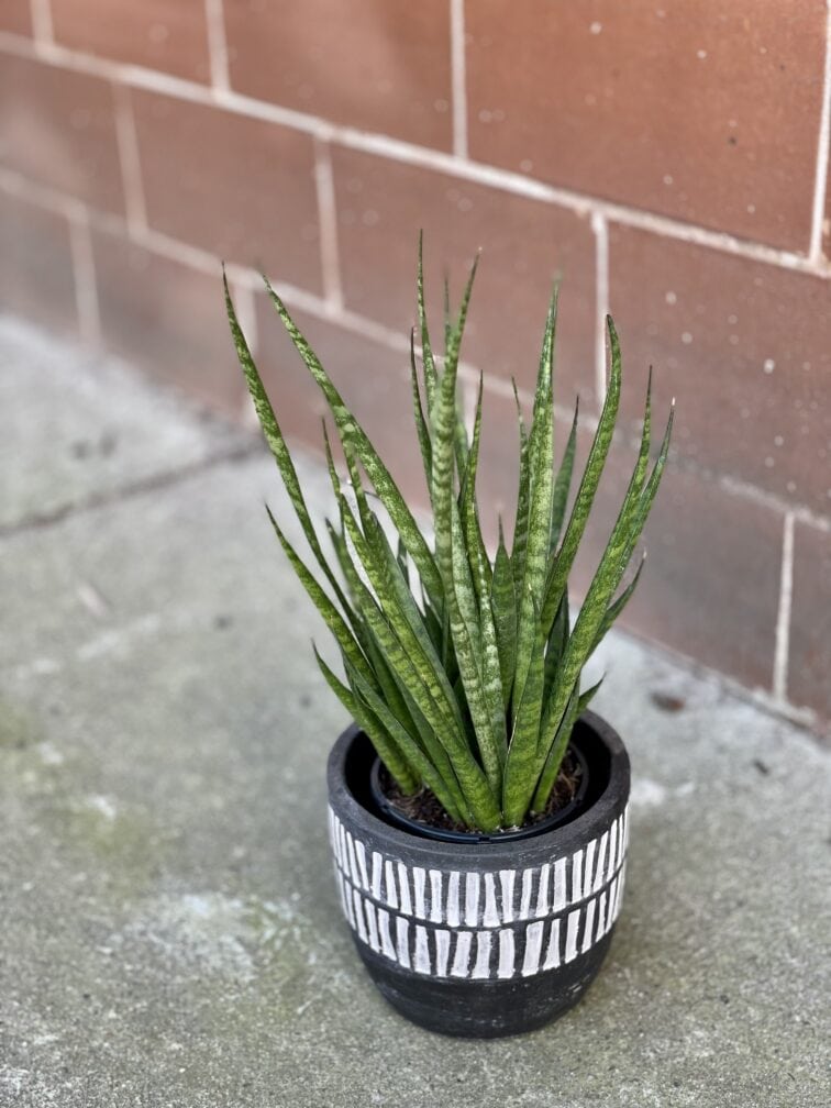 sansevieria-comet-kichaka_9x30-1_1647685787.jpg Zdjęcie rośliny Sansevieria Comet Kichaka, ujęcie 1