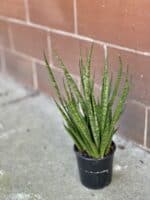 Zdjęcie rośliny Sansevieria Comet Kichaka, ujęcie 2