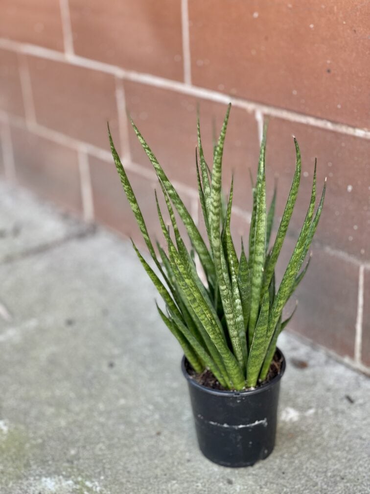 Zdjęcie rośliny Sansevieria Comet Kichaka, ujęcie 2