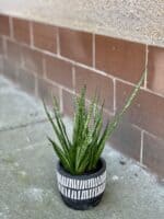 Zdjęcie rośliny Sansevieria Comet Kichaka, ujęcie 3