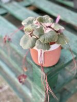 Zdjęcie rośliny Saxifraga Stolonifera Tricolor (Skalnica Rozłogowa), ujęcie 2