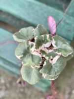 Zdjęcie rośliny Saxifraga Stolonifera Tricolor (Skalnica Rozłogowa), ujęcie 3