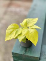 Zdjęcie rośliny Schefflera Amate Soleli, ujęcie 2