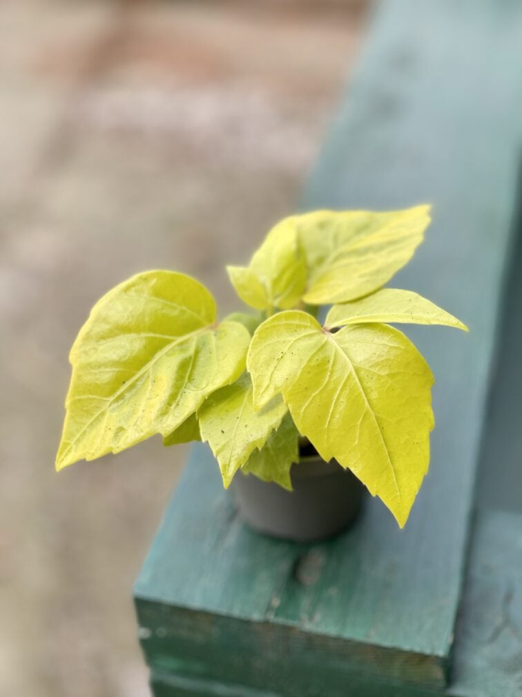 Zdjęcie rośliny Schefflera Amate Soleli, ujęcie 2