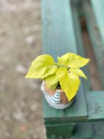 Zdjęcie rośliny Schefflera Amate Soleli, ujęcie 3
