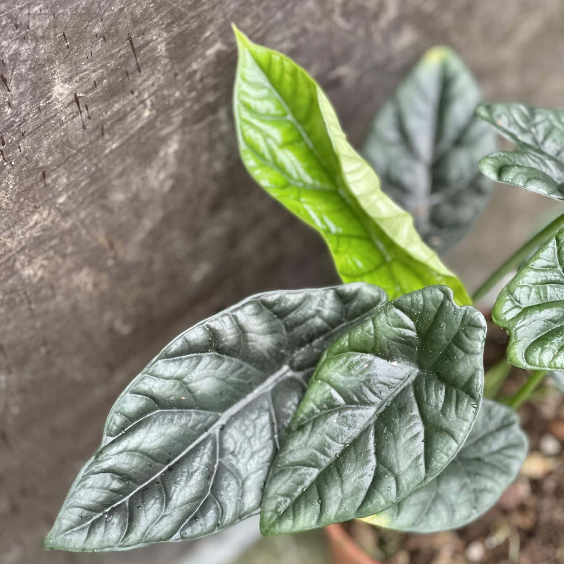 Alocasia sinuata kolekcjonerska roślina doniczkowa