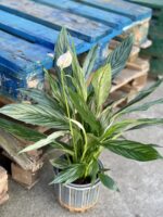 Zdjęcie rośliny Spathiphyllum Silver Cupido, ujęcie 1