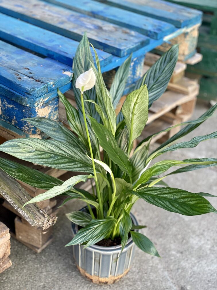 Zdjęcie rośliny Spathiphyllum Silver Cupido, ujęcie 1
