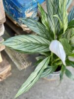 Zdjęcie rośliny Spathiphyllum Silver Cupido, ujęcie 2