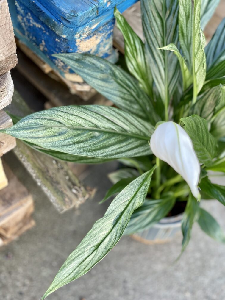 Zdjęcie rośliny Spathiphyllum Silver Cupido, ujęcie 2