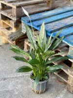 Zdjęcie rośliny Spathiphyllum Silver Cupido, ujęcie 3