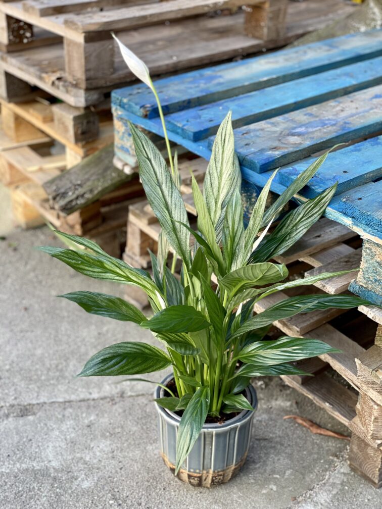 Zdjęcie rośliny Spathiphyllum Silver Cupido, ujęcie 3