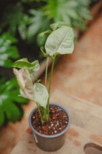 Zdjęcie rośliny Syngonium Milk Confetti, ujęcie 1