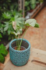Zdjęcie rośliny Syngonium Milk Confetti, ujęcie 3