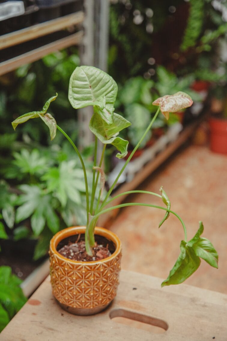 Zdjęcie rośliny Syngonium Milk Confetti, ujęcie 1
