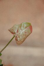 Zdjęcie rośliny Syngonium Milk Confetti, ujęcie 2