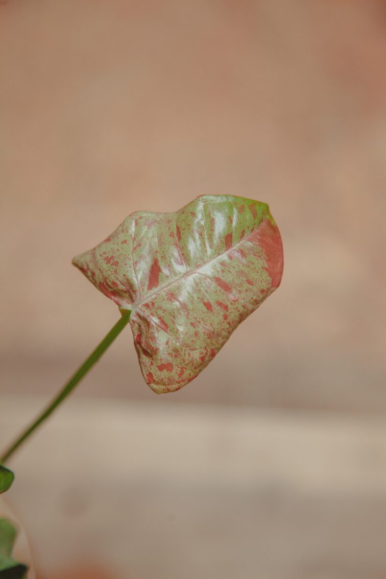 Zdjęcie rośliny Syngonium Milk Confetti, ujęcie 2