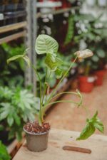 Zdjęcie rośliny Syngonium Milk Confetti, ujęcie 3