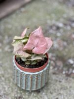 Zdjęcie rośliny Syngonium Neon Robusta, ujęcie 1