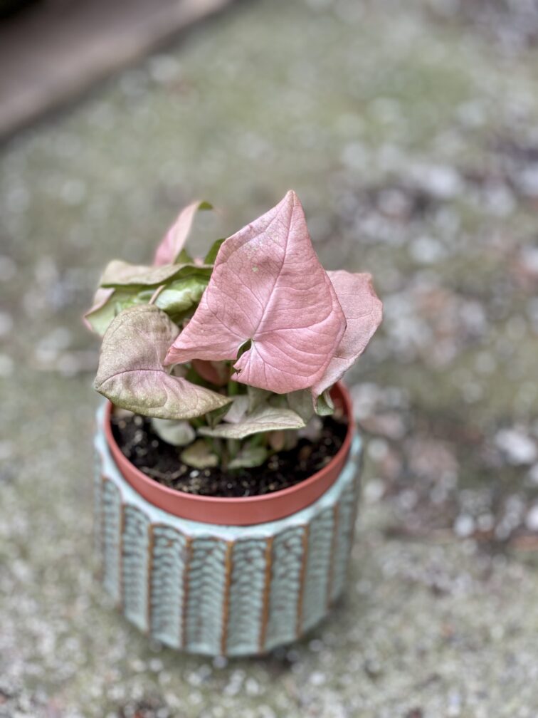Zdjęcie rośliny Syngonium Neon Robusta, ujęcie 1
