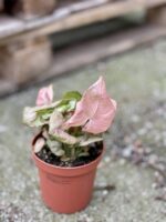 Zdjęcie rośliny Syngonium Neon Robusta, ujęcie 2