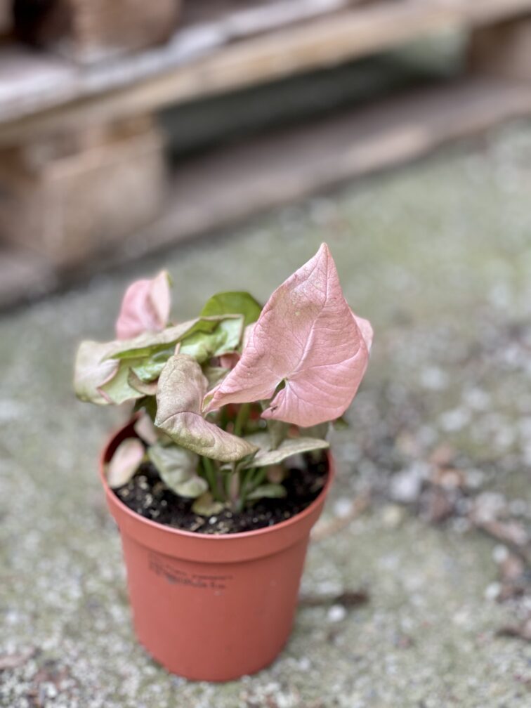 Zdjęcie rośliny Syngonium Neon Robusta, ujęcie 2