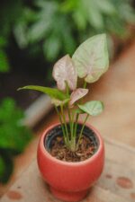 Zdjęcie rośliny Syngonium Pink Spot, ujęcie 1